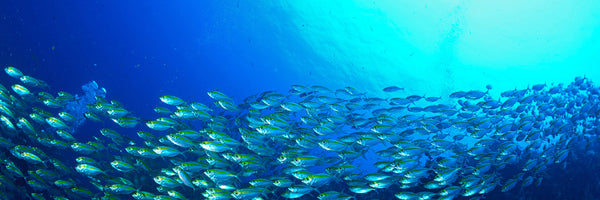 panoramic-poster-print-shoal-of-fish-panorama