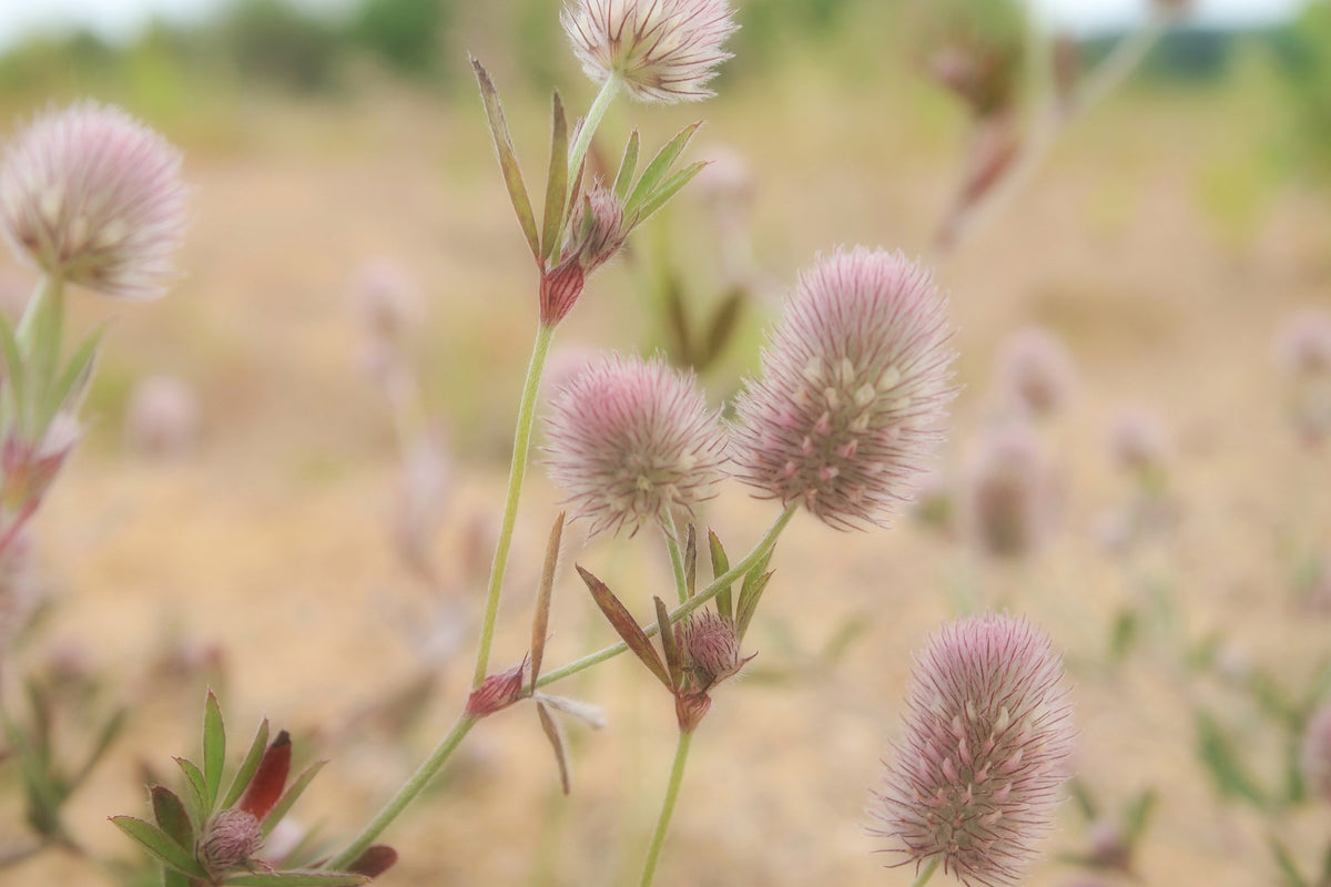 canvas-print-delicate-flowers