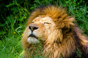 acrylic-print-sleeping-lion