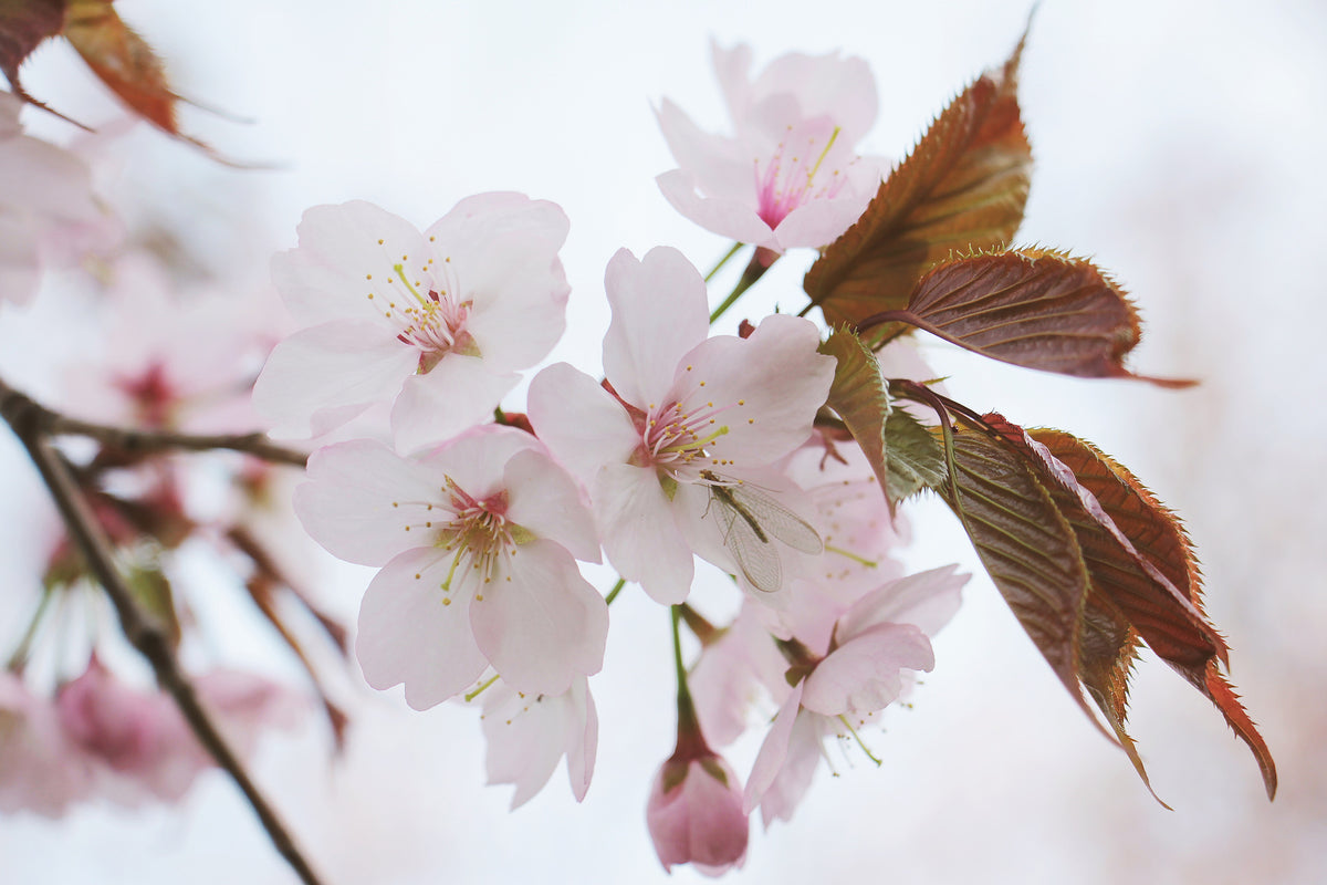 3-piece-acrylic-print-lovely-japanese-cherry