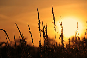 poster-print-sunrise-on-the-field