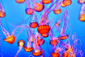 poster-print-colorful-jellyfish