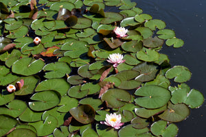 3-piece-canvas-print-white-water-lilies-in-the-pond