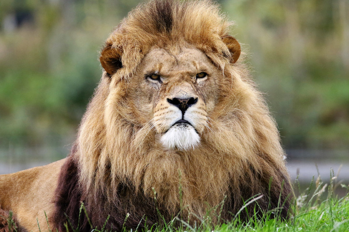 framedcanvas-print-the-king-of-animals