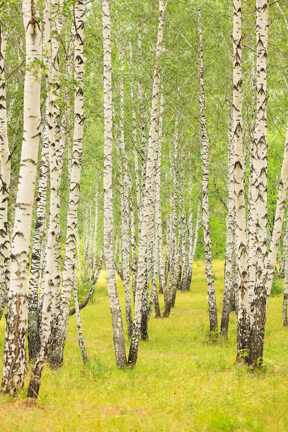 poster-print-the-birch-forest-in-late-summer