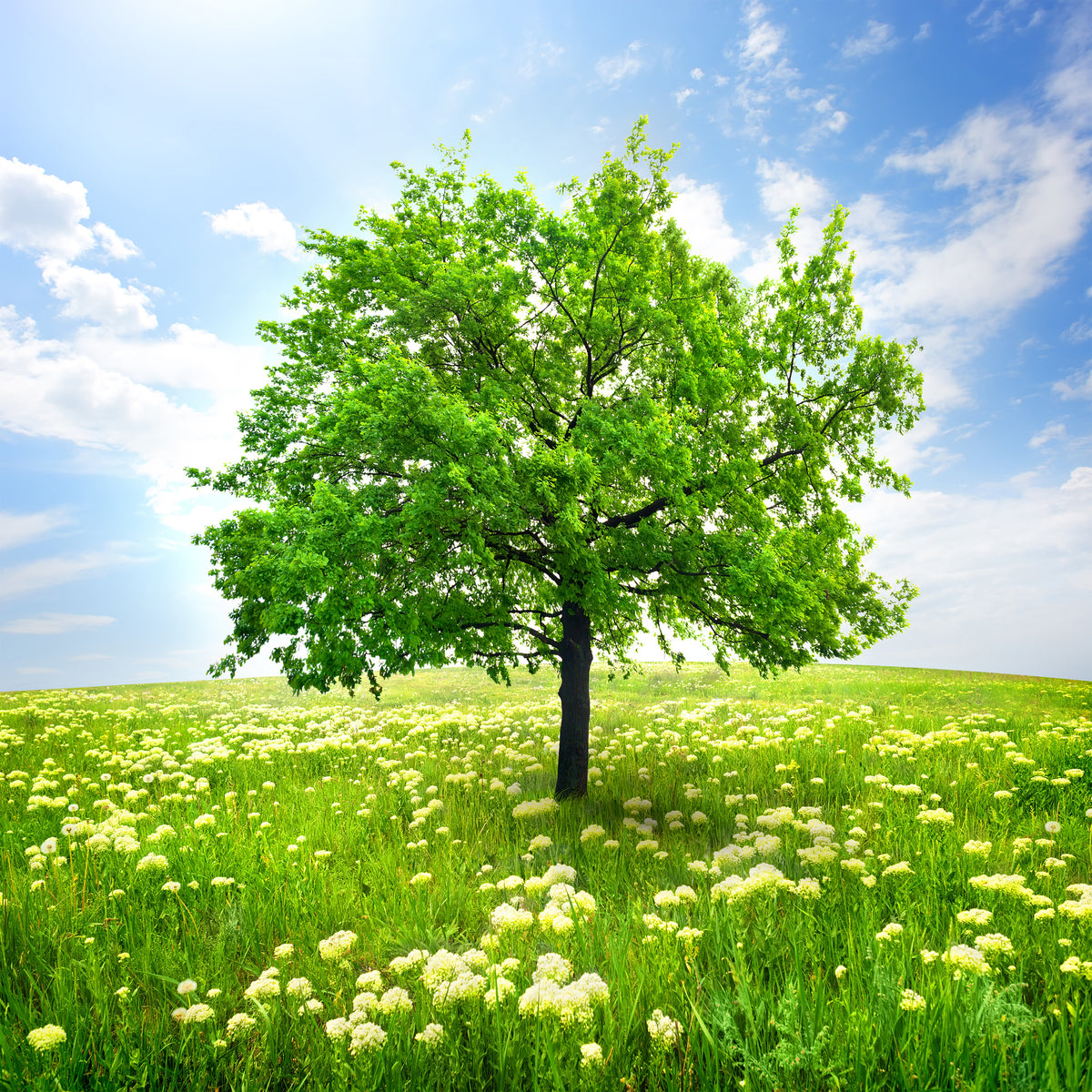 9-piece-aluminium-print-the-tree