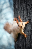 canvas-print-the-squirrel