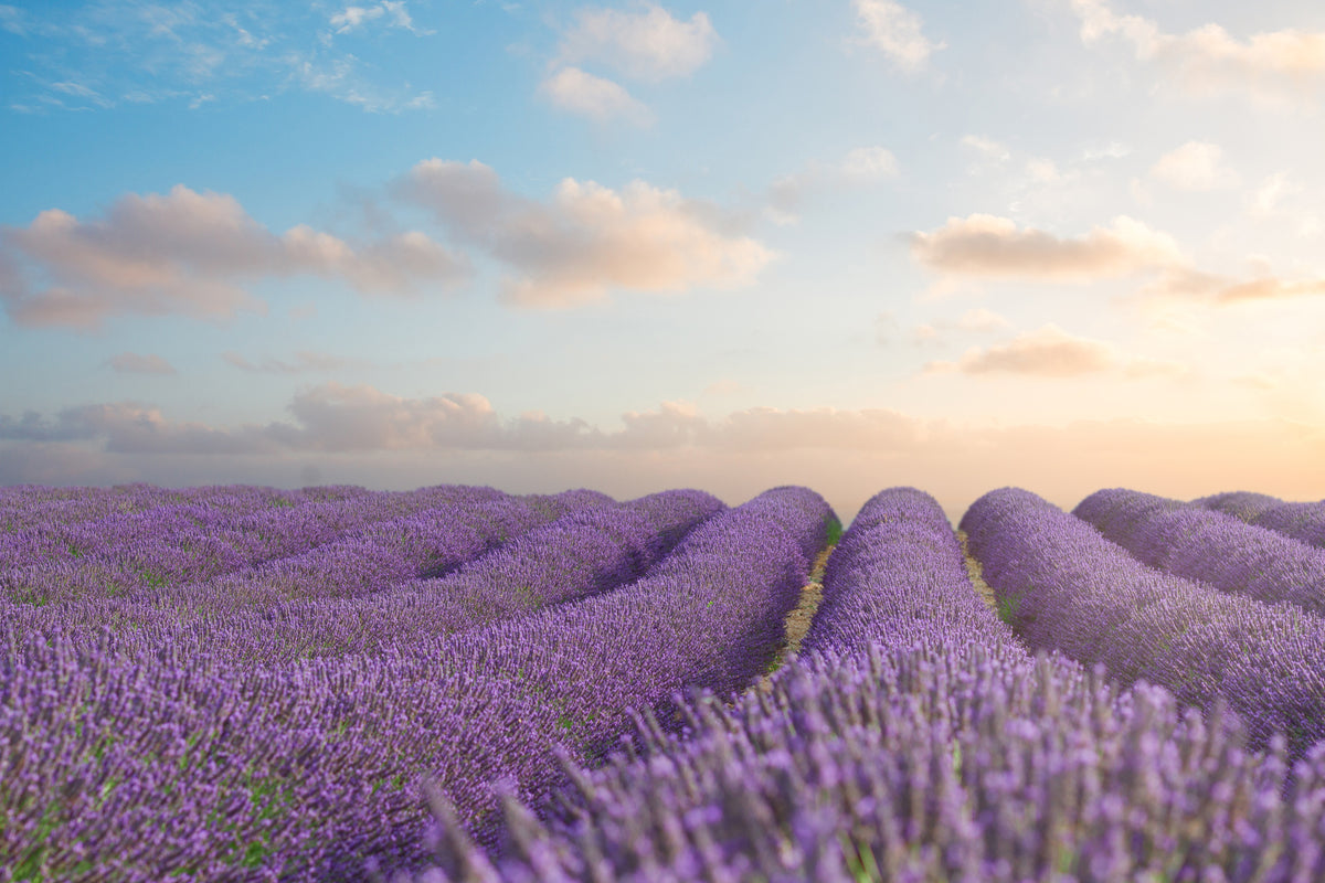 framedcanvas-print-the-blooming-lavender-field