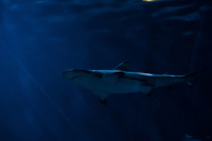3-piece-aluminium-print-dangerous-shark