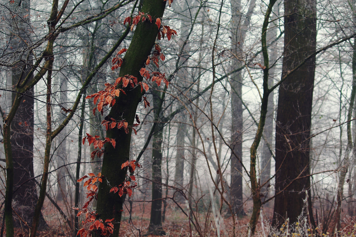 3-piece-acrylic-print-autumn-winter