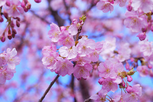 3-piece-aluminium-print-gorgeous-cherry-blossom