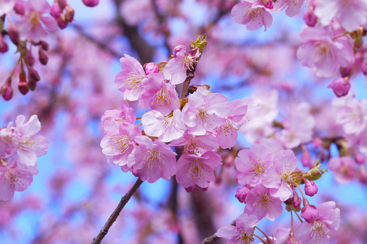 3-piece-aluminium-print-gorgeous-cherry-blossom