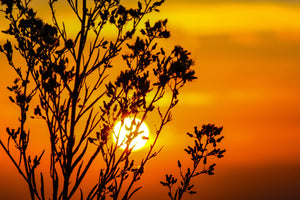 aluminium-print-a-shrub-in-the-sunset