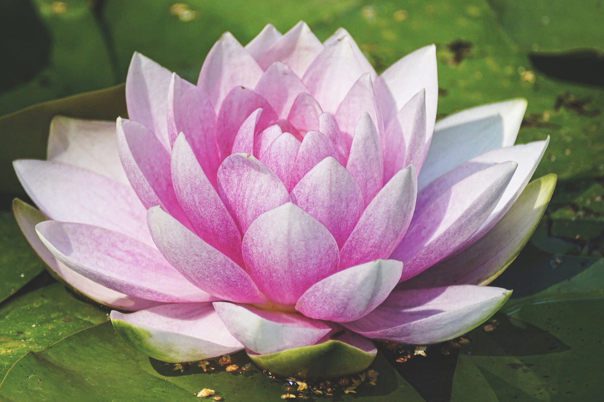 canvas-print-water-lily-in-pink
