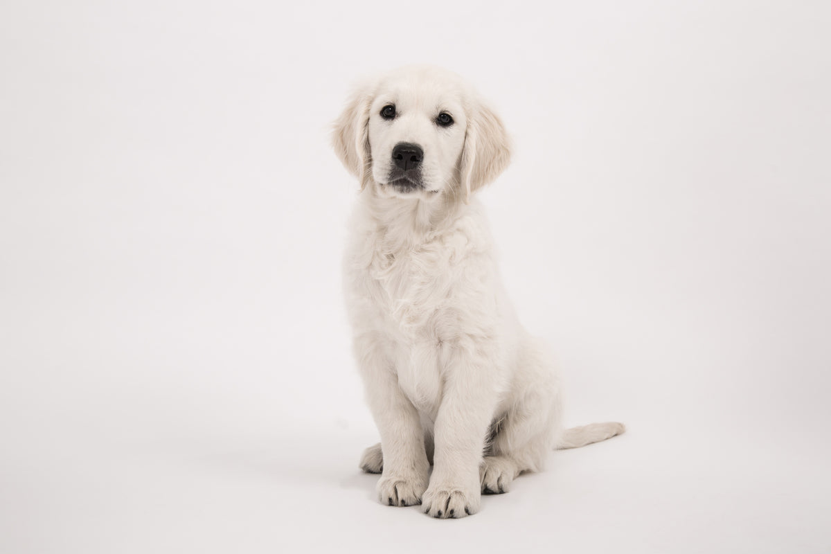 canvas-print-sweet-golden-retriever-puppy