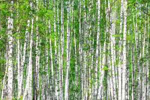 canvas-print-the-birch-forest