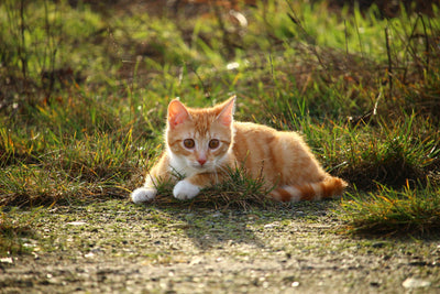 poster-print-kitten-in-nature