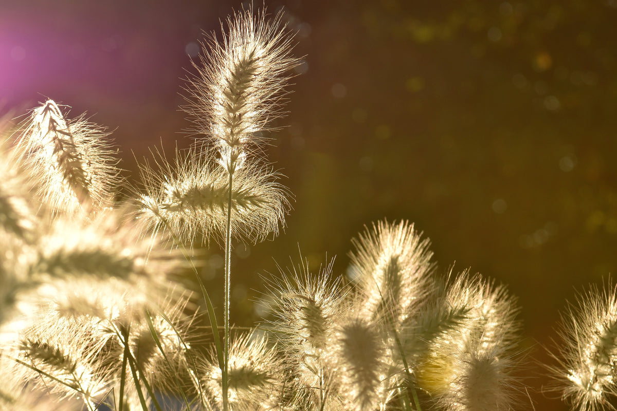 canvas-print-the-ornamental-grass