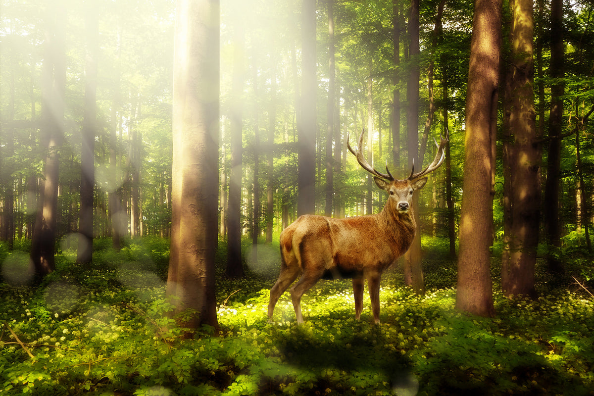 aluminium-print-attention-deer