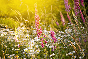 modern-3-piece-aluminium-print-summer-flower-meadow