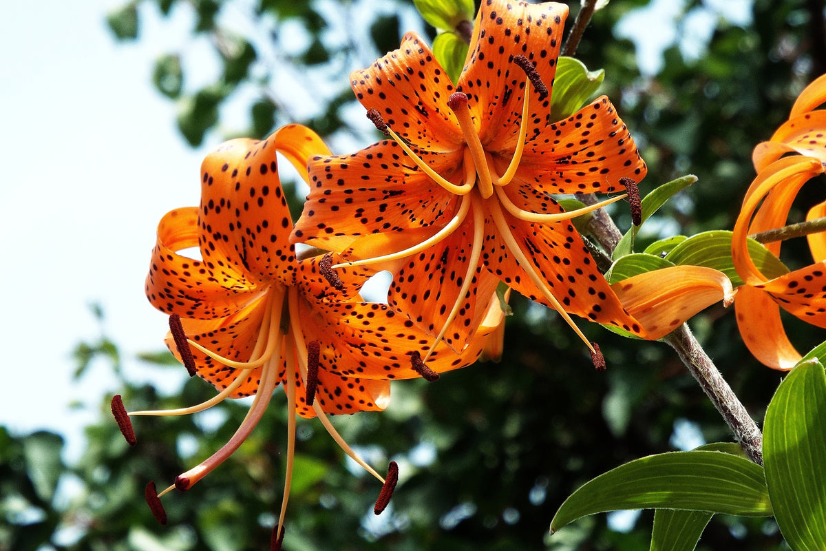 canvas-print-the-wild-tiger-lilies