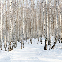 canvas-print-birch-forest-tracks-in-snow