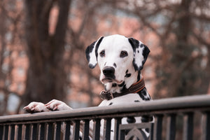 framedcanvas-print-watchful-dalmatian