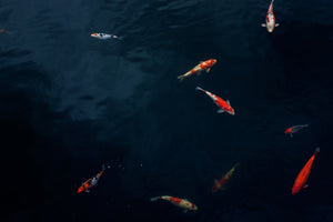 3-piece-aluminium-print-fish-in-the-pond