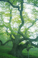 canvas-print-the-old-tree
