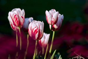 aluminium-print-the-beauty-of-the-tulips