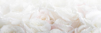 panoramic-poster-print-white-roses-in-the-morning-dew-panorama