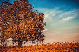 canvas-print-the-nut-tree