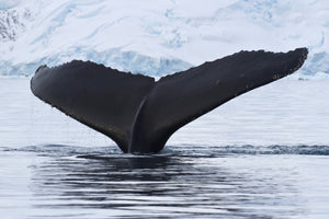 3-piece-canvas-print-the-humpback-whale