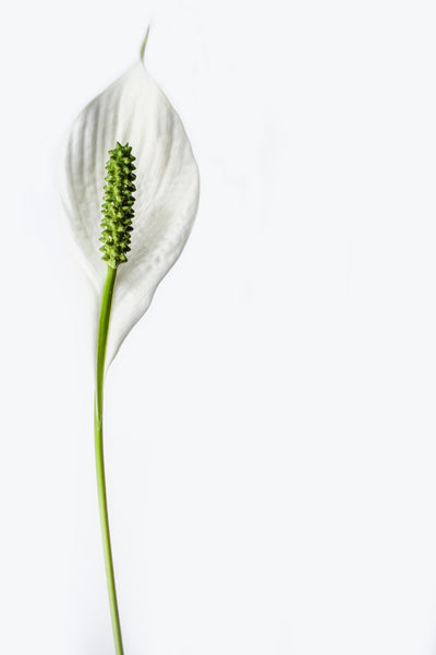 poster-print-the-peace-lily