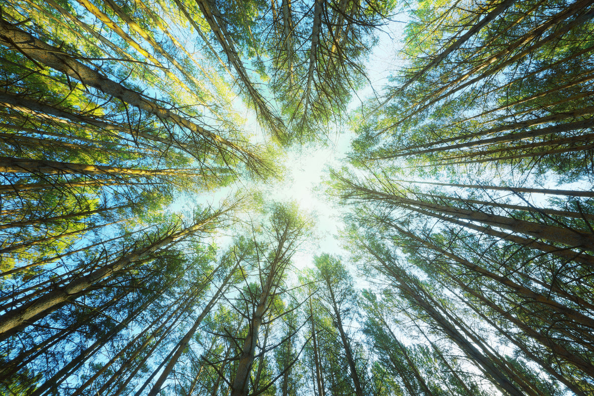 aluminium-print-pine-forest