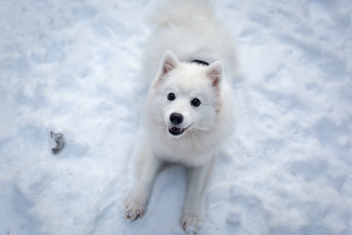 framedcanvas-print-dogs-joy-in-the-snow