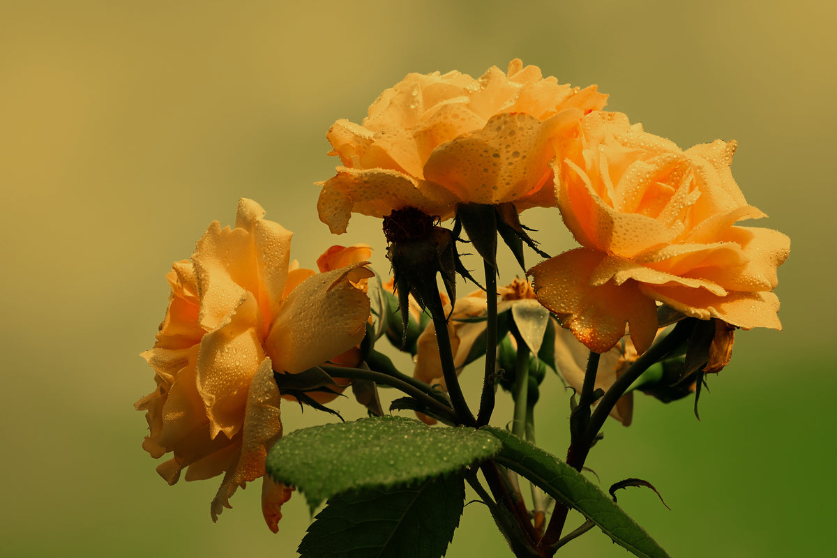 3-piece-aluminium-print-the-roses-in-nature