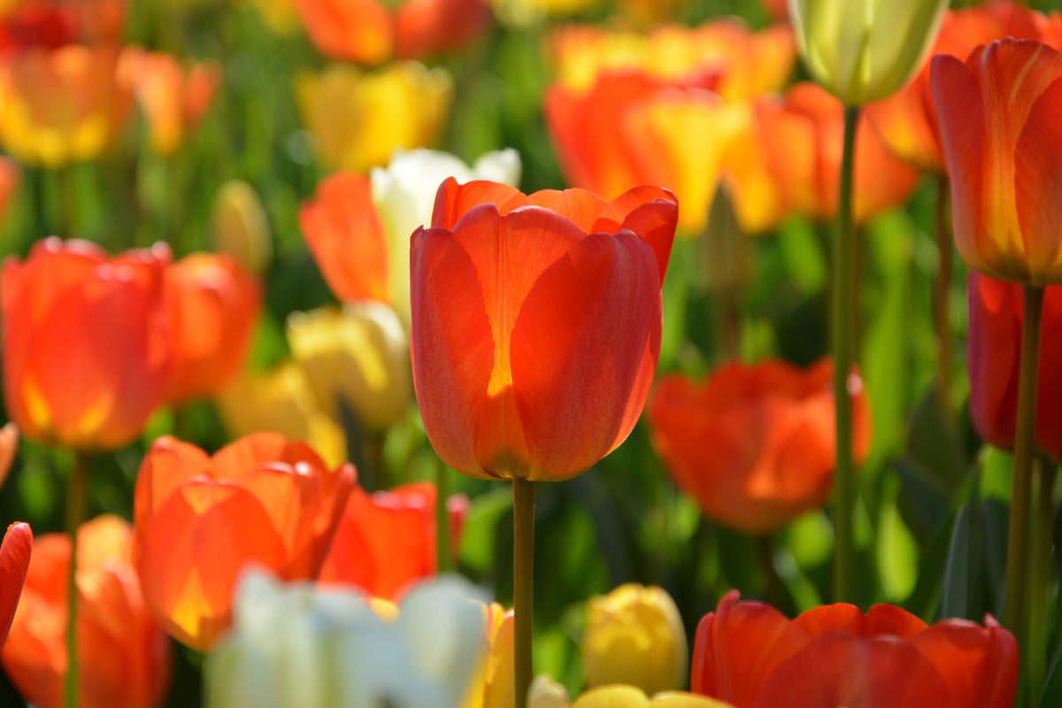 framedposter-print-close-up-tulip-field