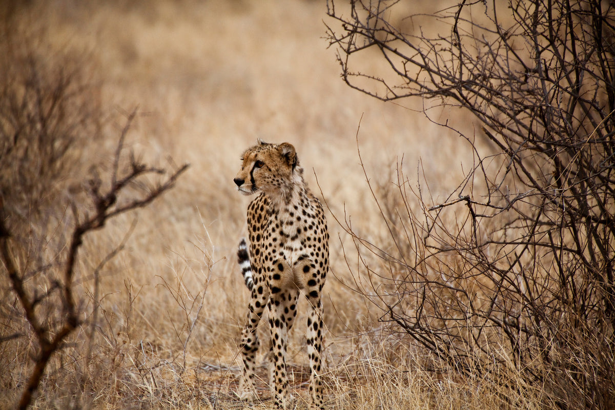 3-piece-acrylic-print-elegant-cheetah
