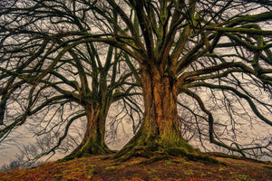 poster-print-ghostly-trees