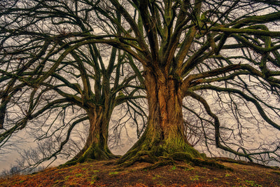 poster-print-ghostly-trees