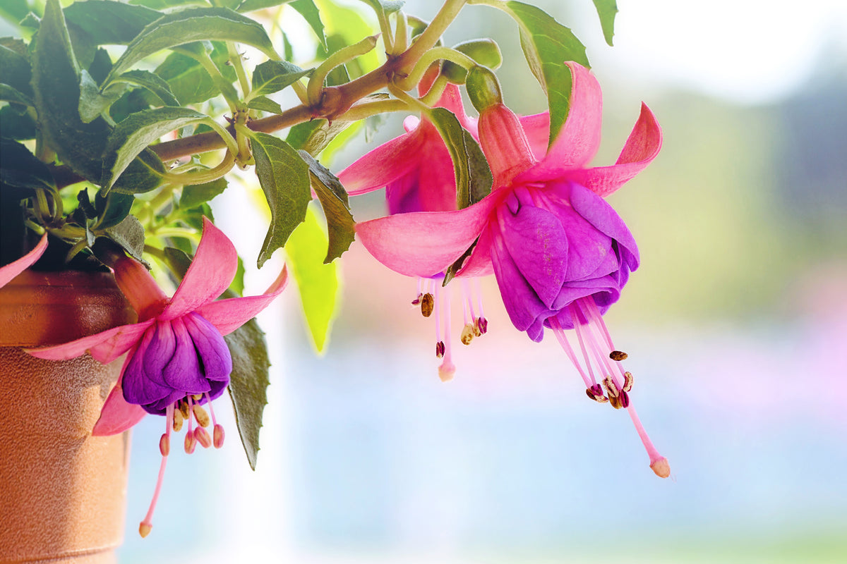 modern-3-piece-canvas-print-the-fuchsias