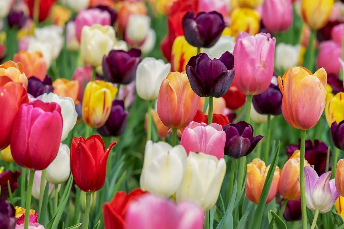 3-piece-acrylic-print-the-colors-of-the-tulips