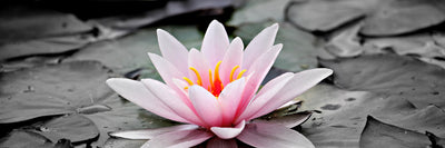 panoramic-poster-print-the-art-of-water-lily-panorama