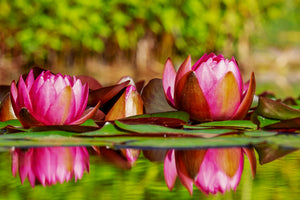 3-piece-canvas-print-red-water-lily-trio