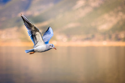 poster-print-the-flying-seagull