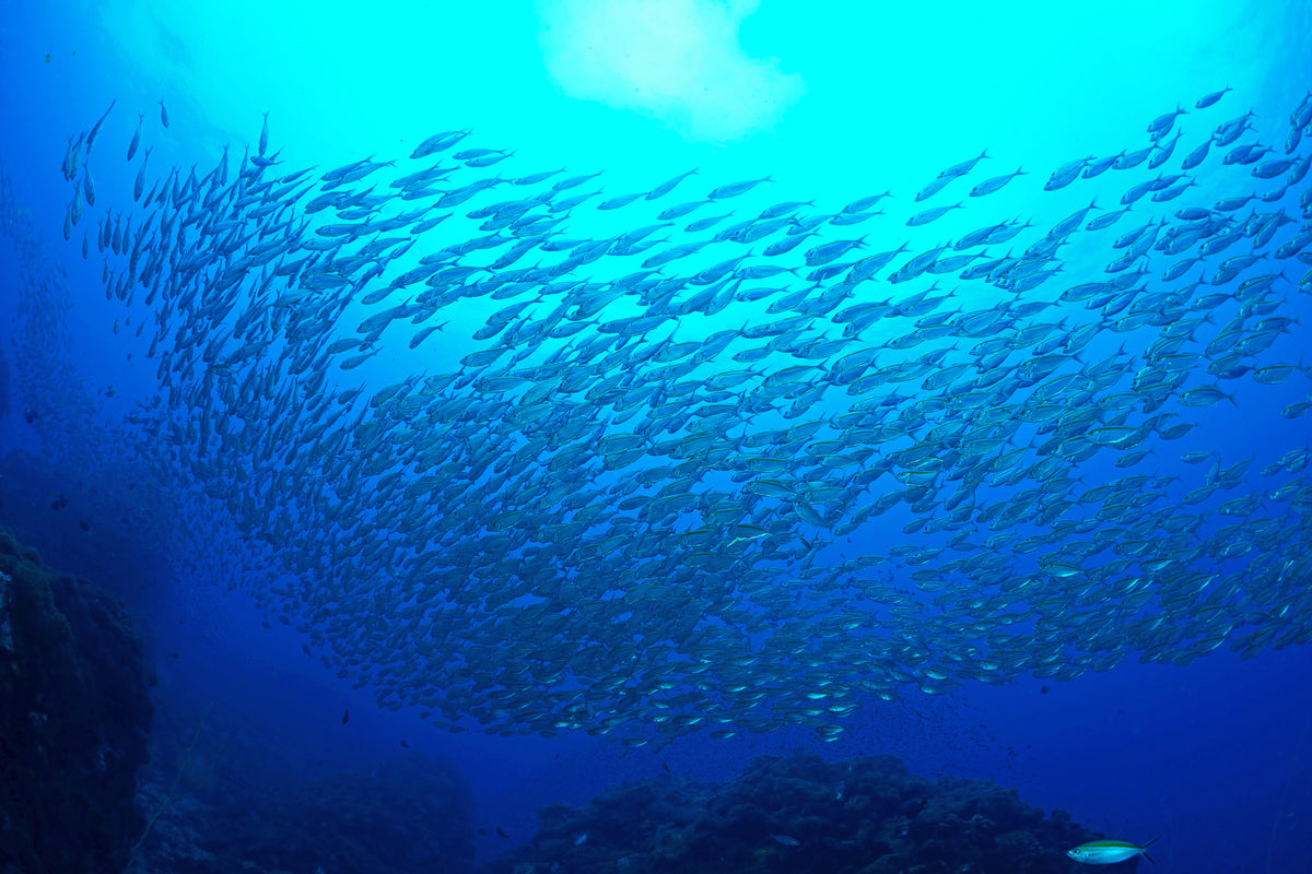 canvas-print-fish-world