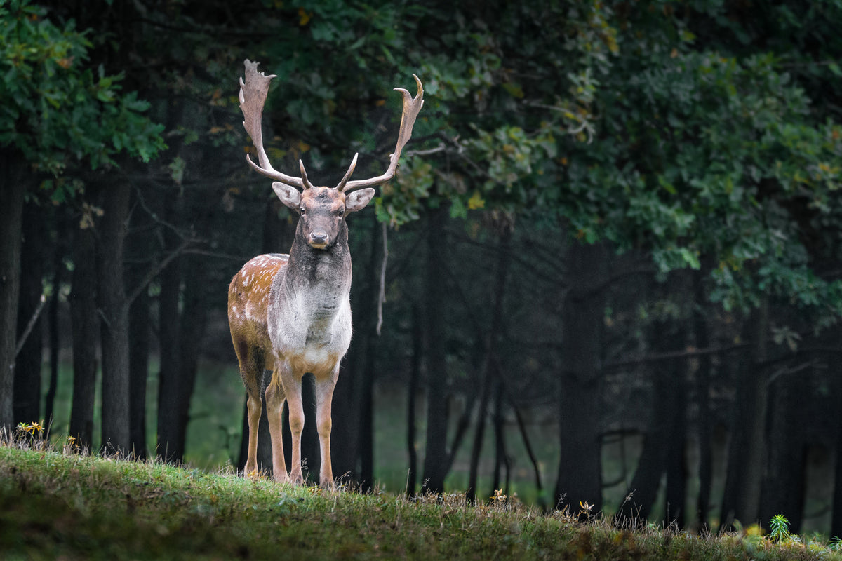 framedcanvas-print-the-fallow-deer-ii