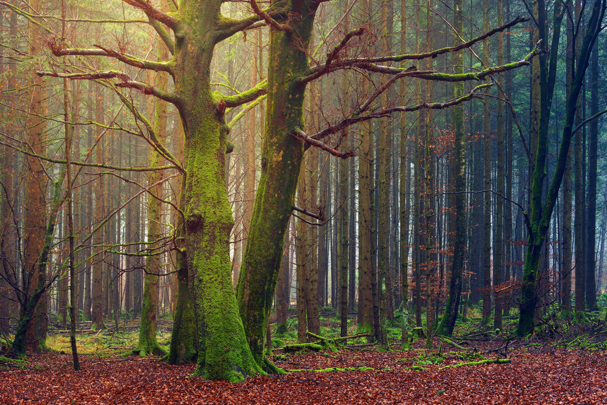 modern-3-piece-aluminium-print-alone-in-the-woods