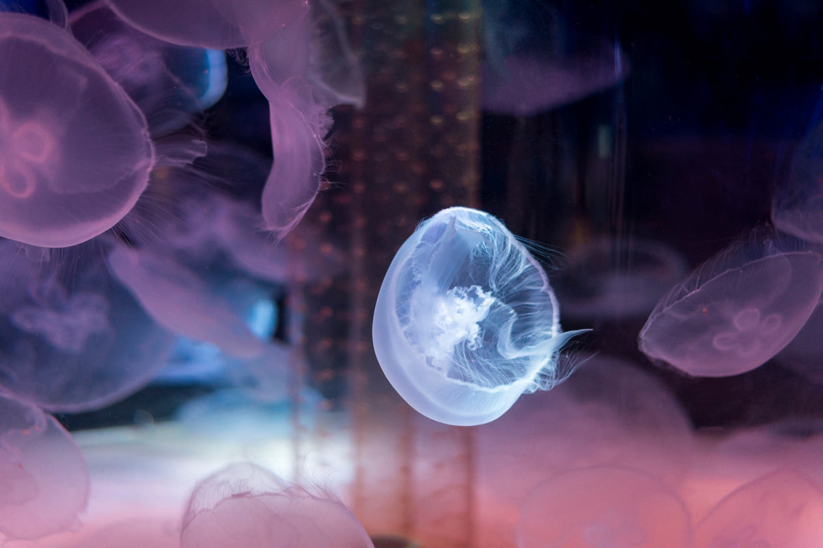 3-piece-canvas-print-the-beauty-of-jellyfish